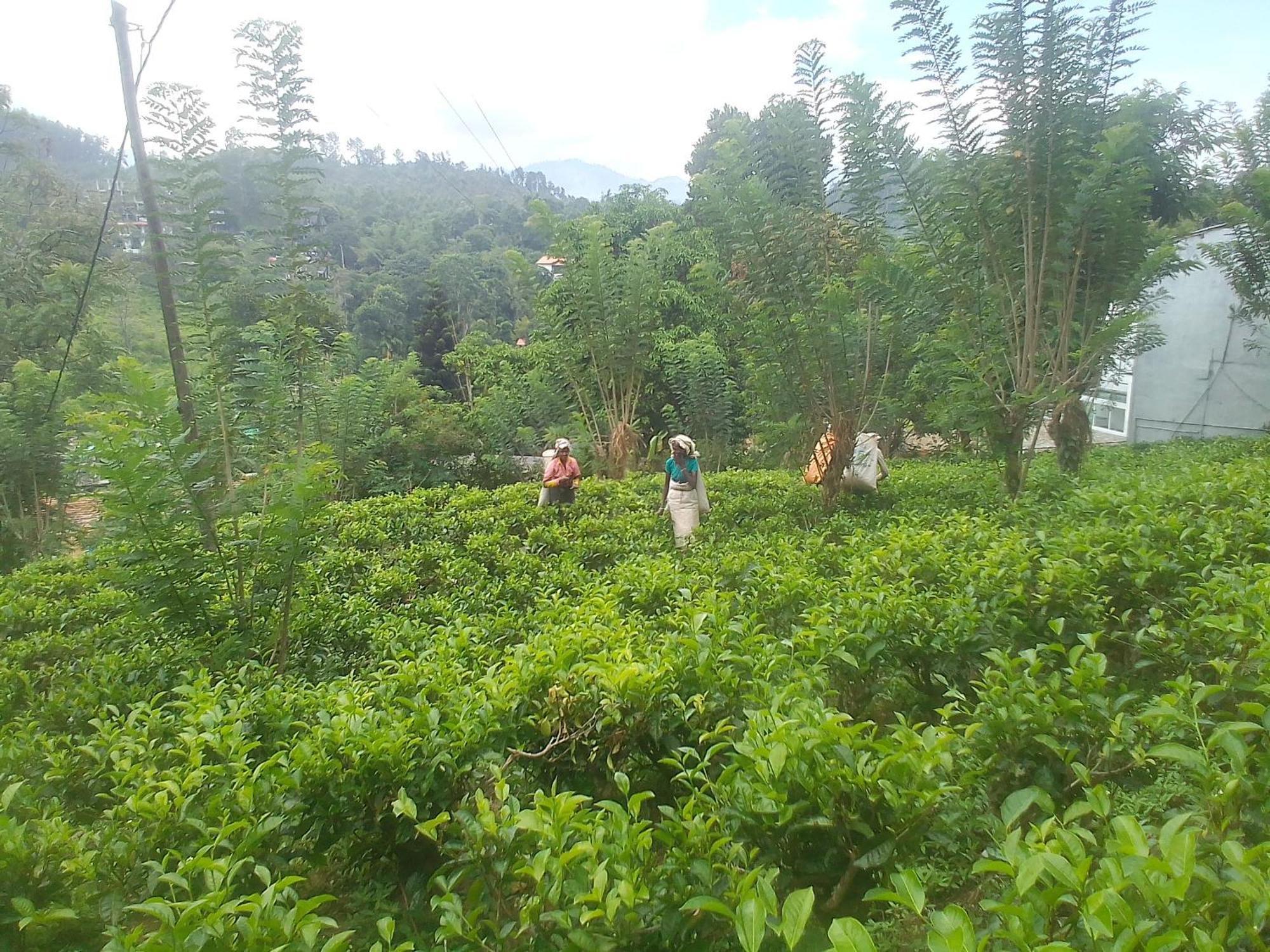 Talblick Homestay Ella Quarto foto