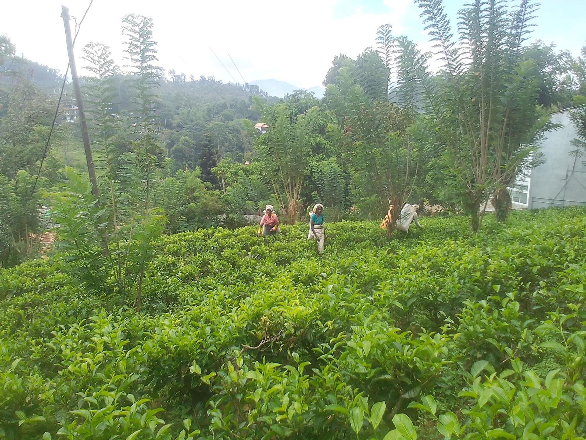 Talblick Homestay Ella Quarto foto